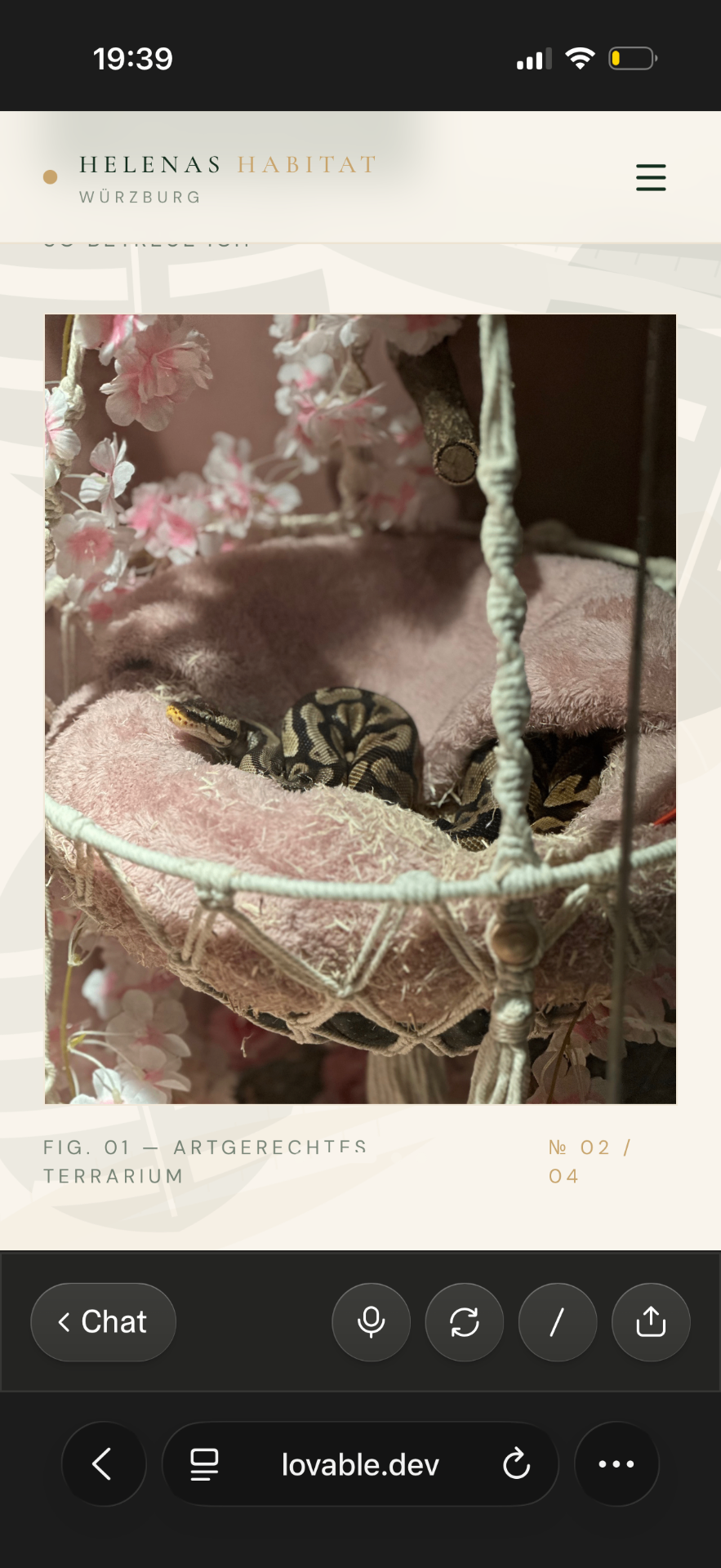 Königspython in Hängematte mit Kirschblüten-Deko